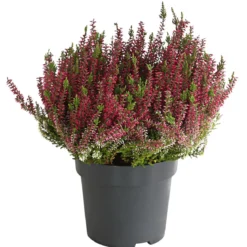 Knospenheide, verschiedene Farben