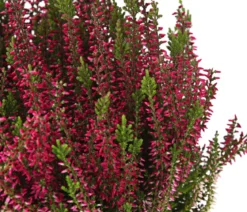 Knospenheide, verschiedene Farben