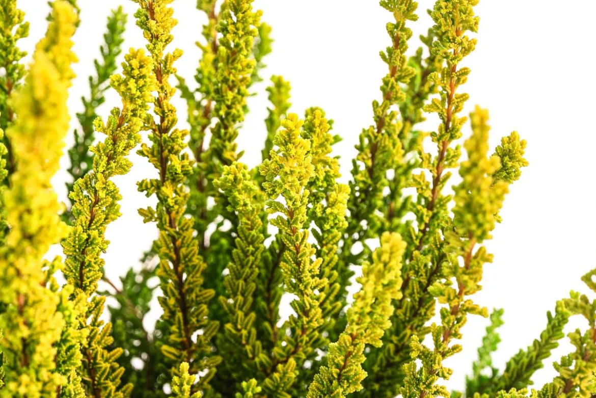 Knospenheide 'Zeta'
