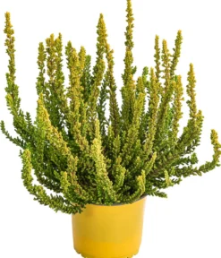 Knospenheide 'Zeta'
