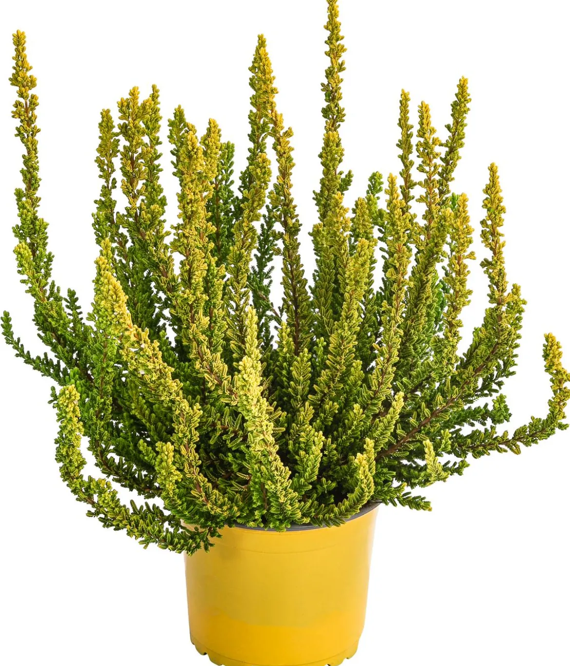 Knospenheide 'Zeta'