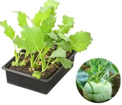 Kohlrabi, weiß, 12er Schale