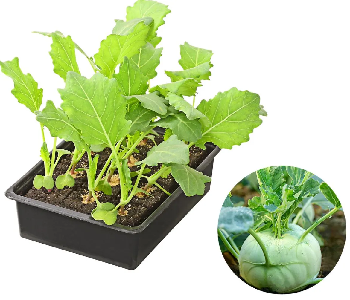 Kohlrabi, weiß, 12er Schale