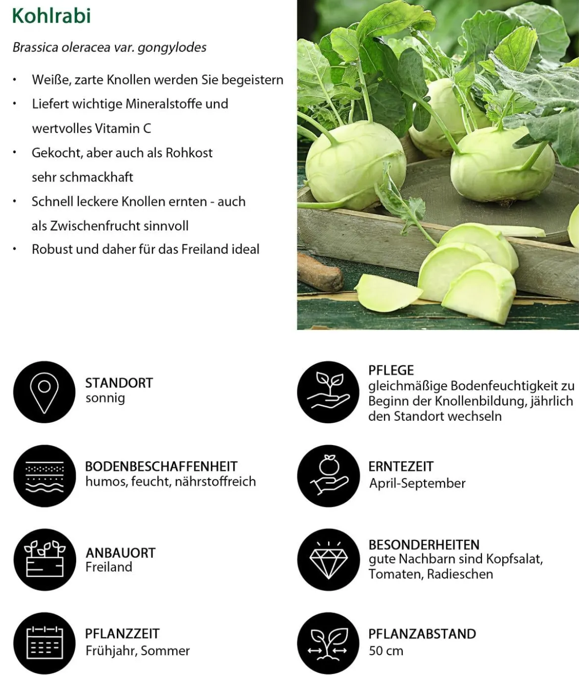 Kohlrabi, weiß, 12er Schale