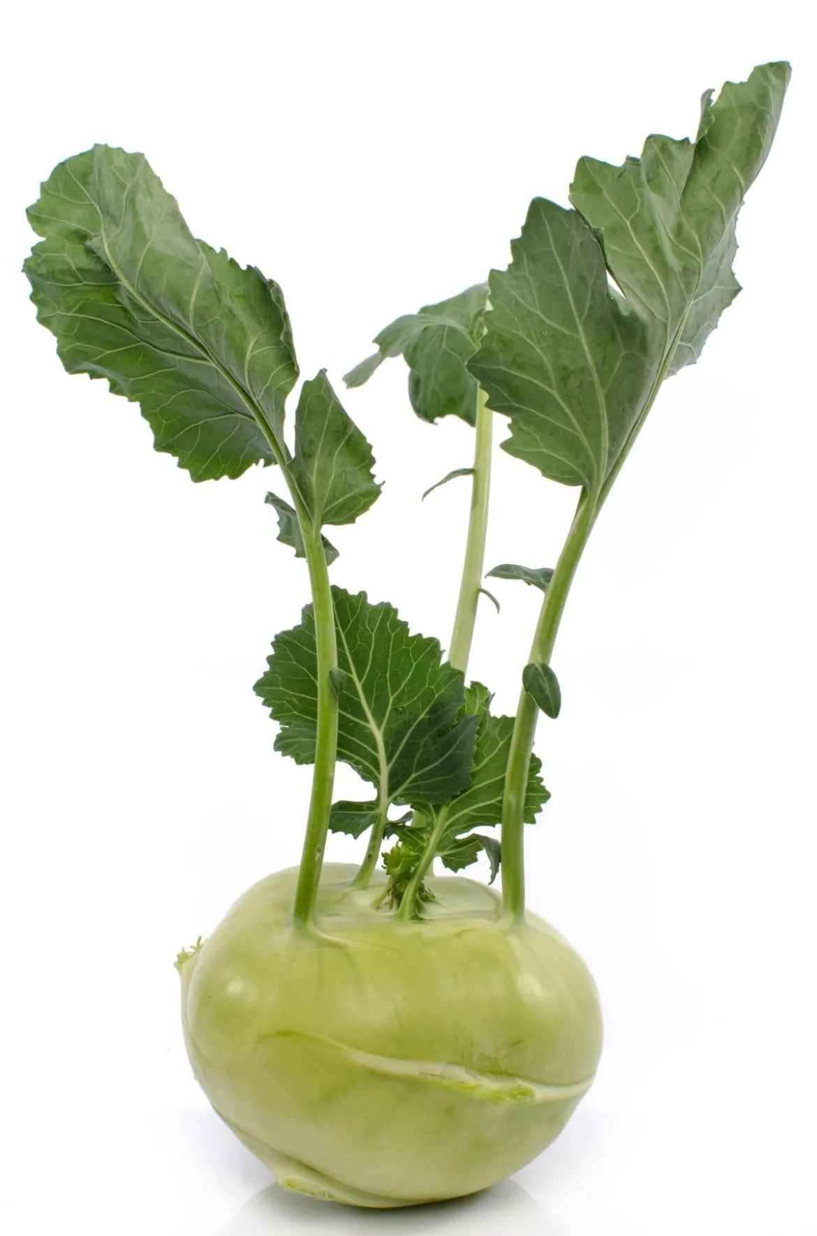 Kohlrabi, weiß, 12er Schale