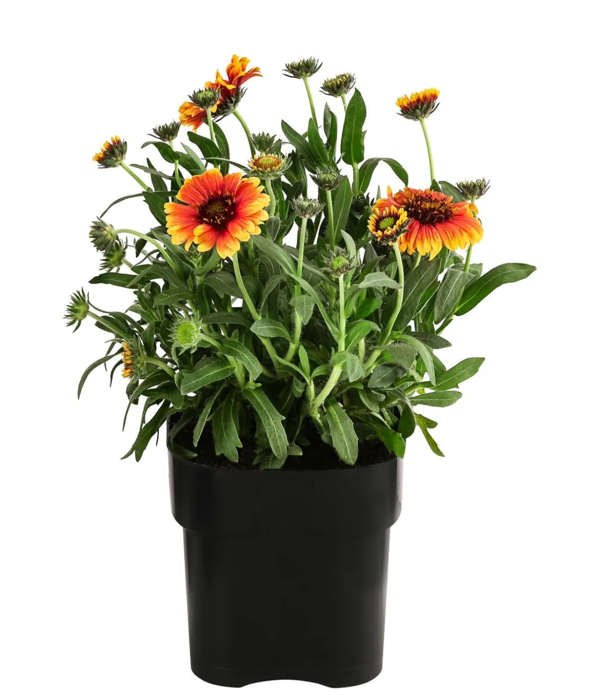 Kokardenblume, verschiedene Sorten
