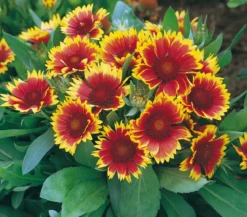 Kokardenblume, verschiedene Sorten