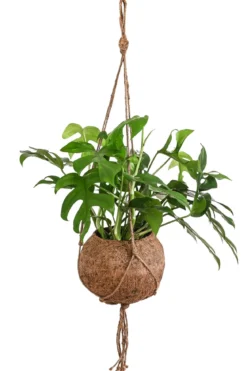 Kokodama-Ampel Fensterblatt - Monstera minima/Rhaphidophora tetrasperma