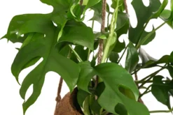 Kokodama-Ampel Fensterblatt - Monstera minima/Rhaphidophora tetrasperma