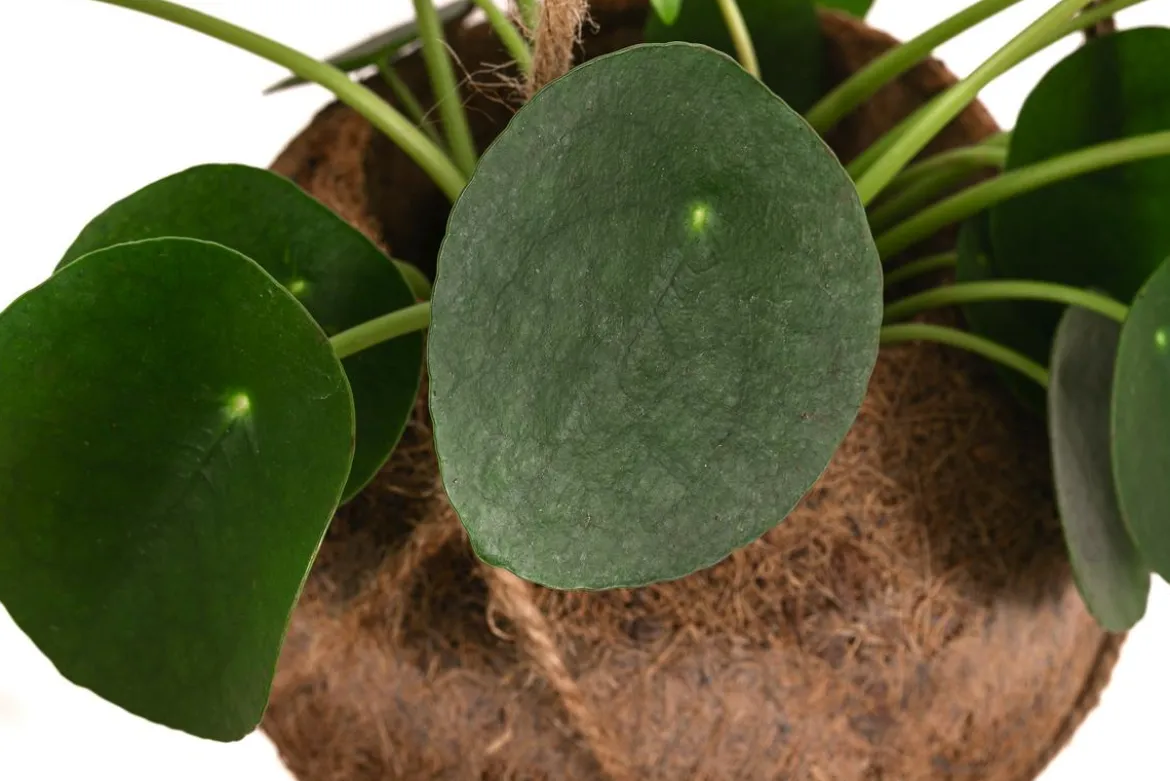 Kokodama-Ampel Glückstaler - Pilea peperomioides