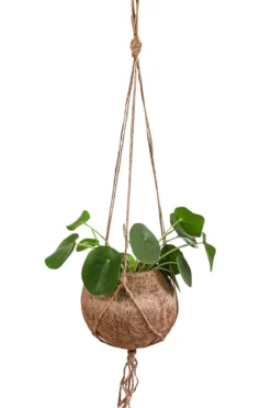 Kokodama-Ampel Glückstaler - Pilea peperomioides