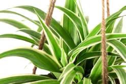 Kokodama-Ampel Grünlilie - Chlorophytum