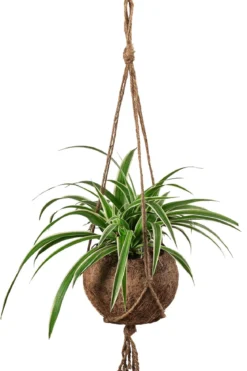 Kokodama-Ampel Grünlilie - Chlorophytum