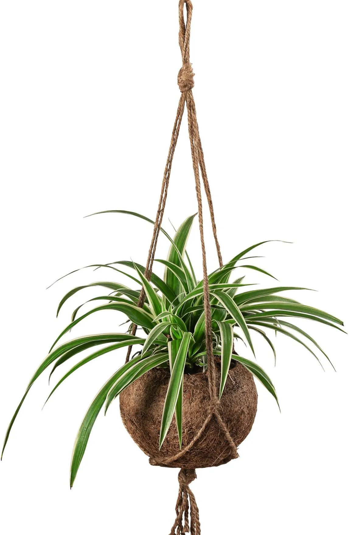 Kokodama-Ampel Grünlilie - Chlorophytum