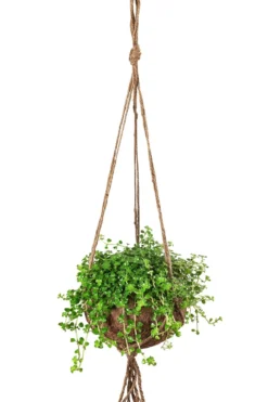 Kokodama-Ampel Kanonierblume - Pilea depressa