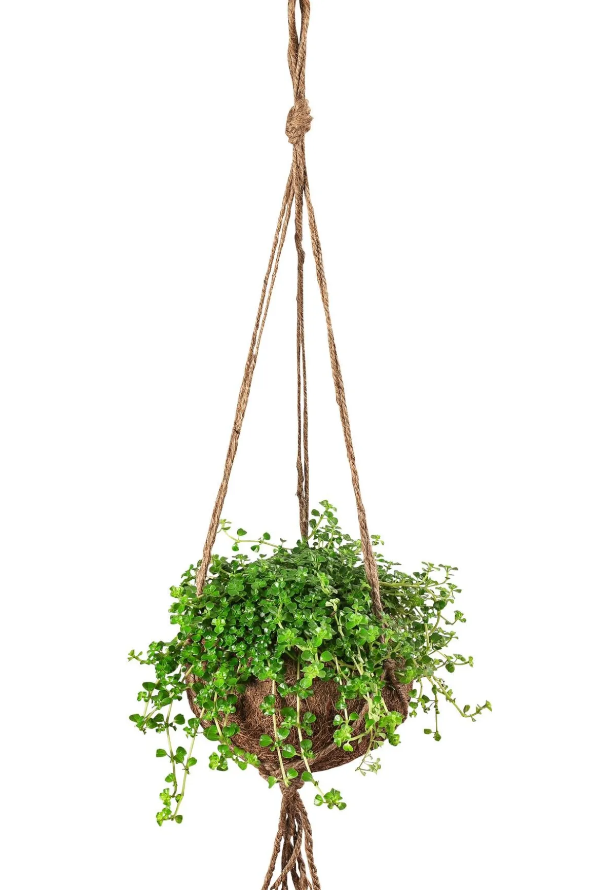 Kokodama-Ampel Kanonierblume - Pilea depressa