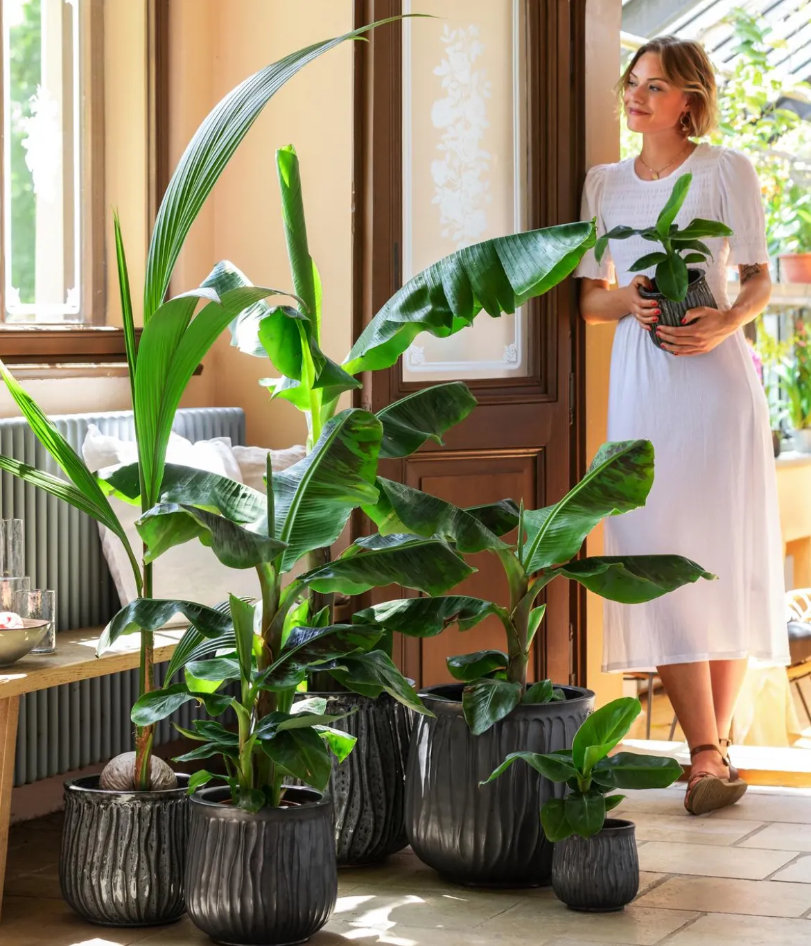 Kokospalme - Cocos nucifera