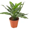 Kolbenfaden - Aglaonema