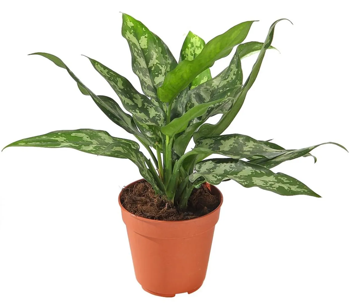Kolbenfaden - Aglaonema