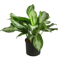 Kolbenfaden - Aglaonema commutatum 'Silver Bay', Hydrokultur