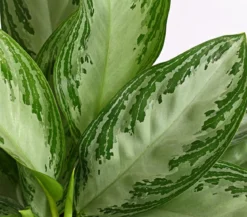 Kolbenfaden - Aglaonema commutatum 'Silver Bay'