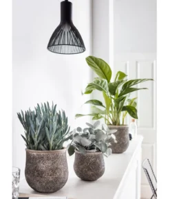 Kolbenfaden - Aglaonema commutatum 'Silver Bay'