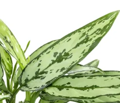 Kolbenfaden - Aglaonema cultivars 'Cutlass'