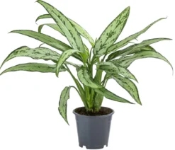 Kolbenfaden - Aglaonema cultivars 'Cutlass'
