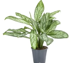 Kolbenfaden - Aglaonema cultivars 'Christina'
