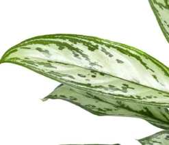 Kolbenfaden - Aglaonema cultivars 'Christina'