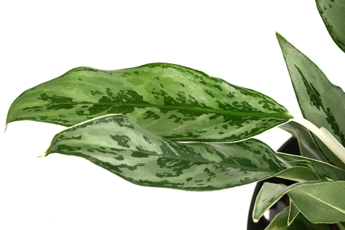 Kolbenfaden - Aglaonema 'Greyhound', Hydrokultur