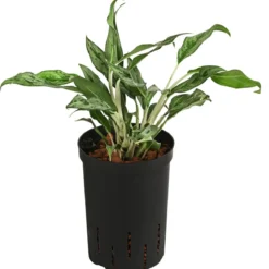 Kolbenfaden - Aglaonema 'Greyhound', Hydrokultur