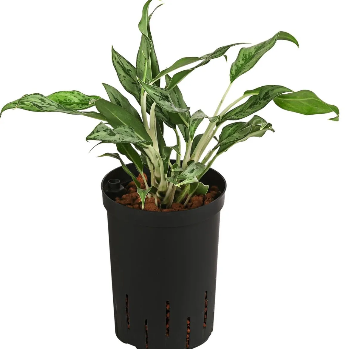 Kolbenfaden - Aglaonema 'Greyhound', Hydrokultur