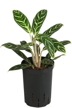 Kolbenfaden - Aglaonema 'Ivy Green', Hydrokultur