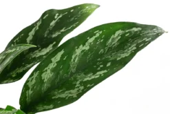 Kolbenfaden - Aglaonema 'Maria', Hydrokultur
