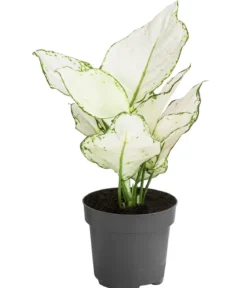 Kolbenfaden - Aglaonema 'White Joy'