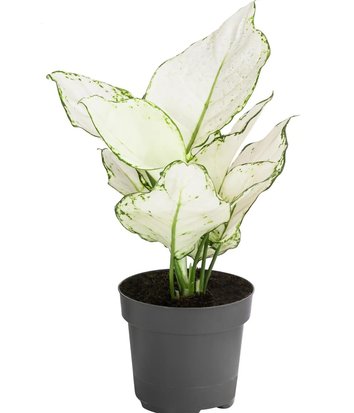 Kolbenfaden - Aglaonema 'White Joy'