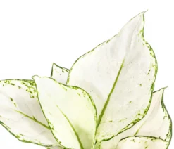 Kolbenfaden - Aglaonema 'White Joy'