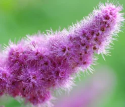 Kolbenspiere 'Triumphans'