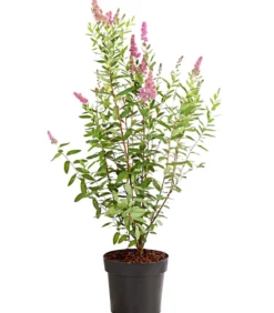 Kolbenspiere 'Triumphans'