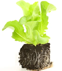 Kopfsalat, 12er Schale