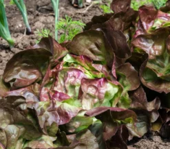 Kopfsalat Rotkäppchen, lausresistent, 12er Schale