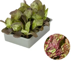 Kopfsalat Rotkäppchen, lausresistent, 12er Schale