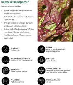 Kopfsalat Rotkäppchen, lausresistent, 12er Schale