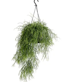 Korallenkaktus - Rhipsalis cassutha, verschiedene Sorten, Ampel