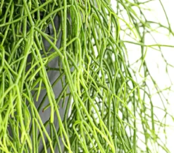 Korallenkaktus - Rhipsalis cassutha, verschiedene Sorten, Ampel