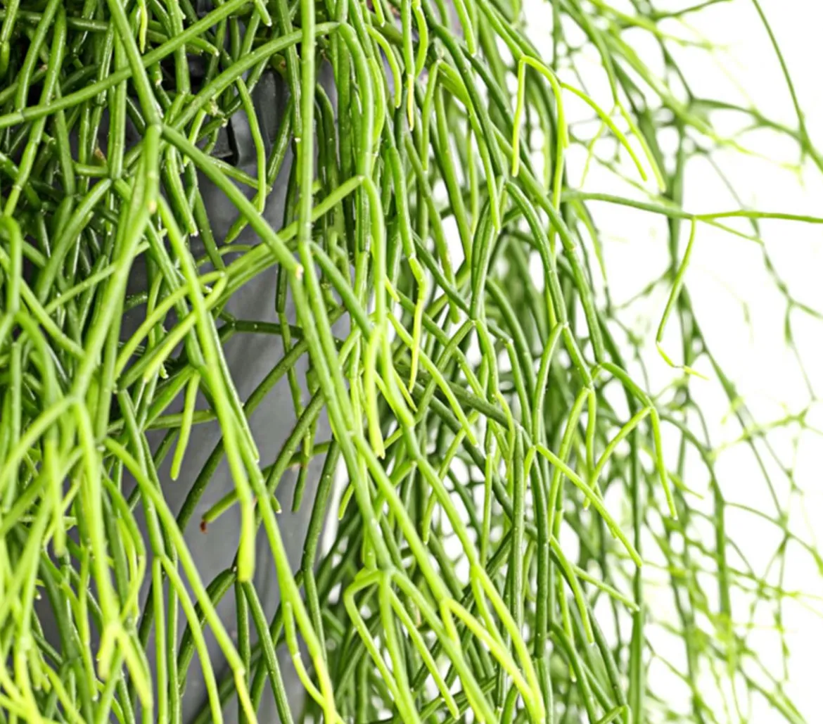 Korallenkaktus - Rhipsalis cassutha, verschiedene Sorten, Ampel