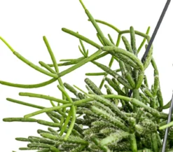 Korallenkaktus - Rhipsalis cassutha, verschiedene Sorten, Ampel