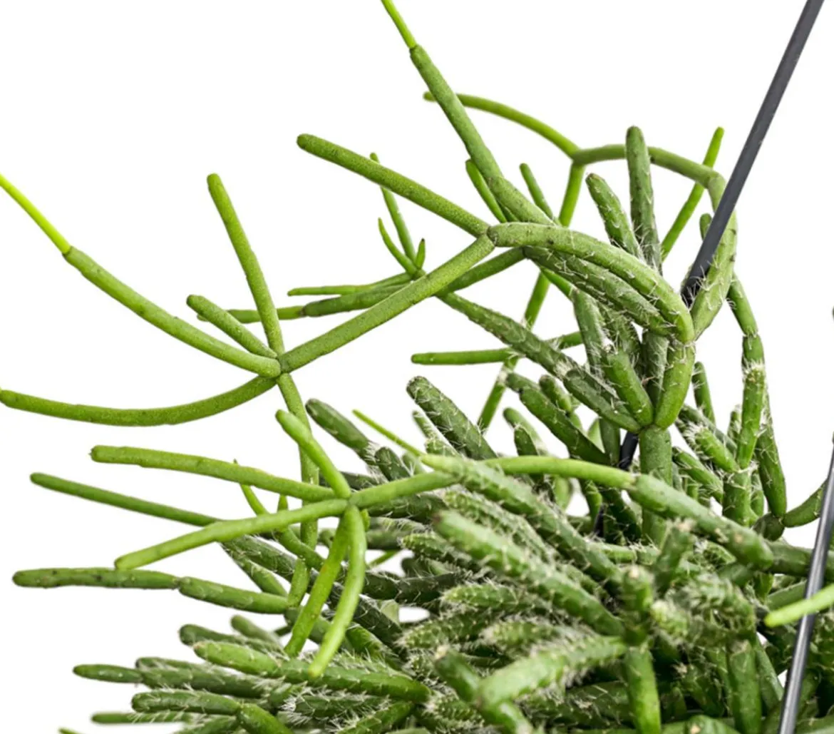 Korallenkaktus - Rhipsalis cassutha, verschiedene Sorten, Ampel