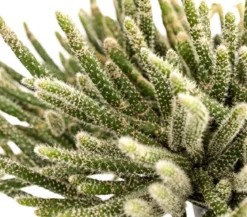 Korallenkaktus - Rhipsalis cassutha, verschiedene Sorten, Ampel